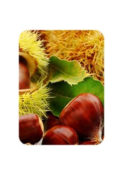 Aesculus Hippocastanum At Kestanesi Fidanı (60-80 Cm) fiyatları