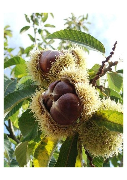 Aesculus Hippocastanum At Kestanesi Fidanı (60-80 Cm) modelleri