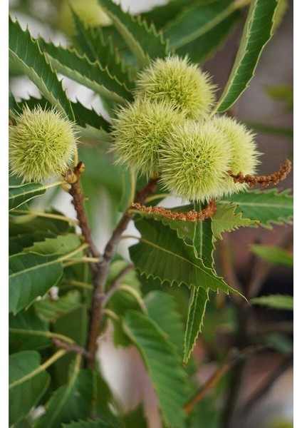 Aesculus Hippocastanum At Kestanesi Fidanı (60-80 Cm) fırsatları