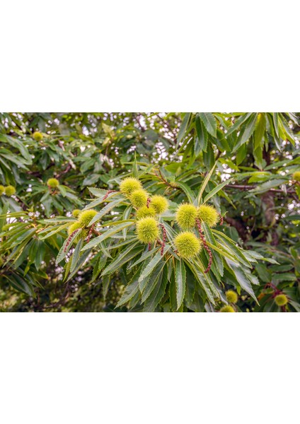 Aesculus Hippocastanum At Kestanesi Fidanı (60-80 Cm) indirimleri
