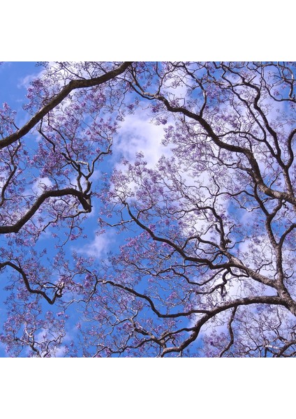 60 x 60 LED Panel Aydınlatma Desenli 3x3 9'lu Grup 46510803SA fırsatları