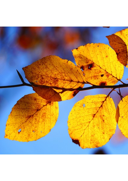 60 x 60 LED Panel Aydınlatma Desenli 3x3 9'lu Grup 46510275SA fırsatları