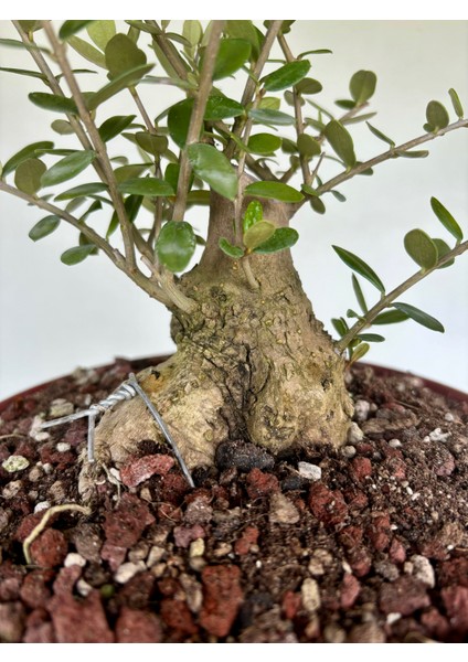 Zeytin Bonsai