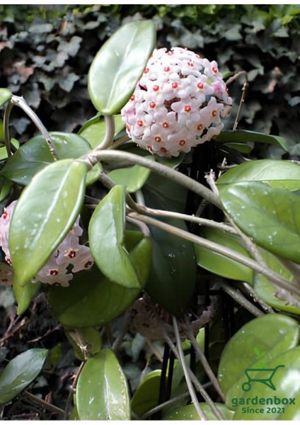 Hoya Beyaz Renk Mum Çiçeği 1 Adet 10-15CM Sarmaşık Bitki