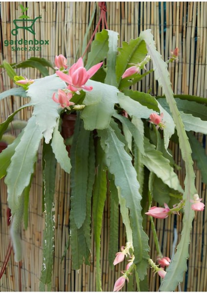Atlas Çiçeği Pembe Renk 15-25CM (Pink Epiphyllum)