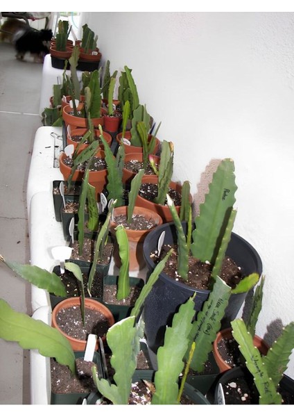 Atlas Çiçeği Pembe Renk 15-25CM (Pink Epiphyllum) fırsatları