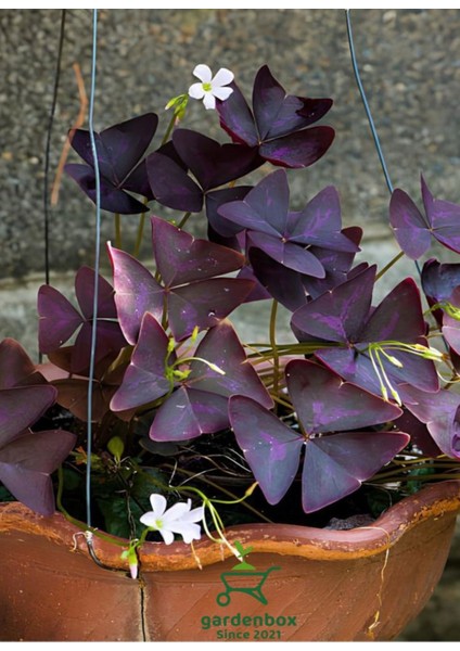 Süs Yoncası Uyku Çiçeği 1 Adet 20-30CM Salon Ofis Çiçeği