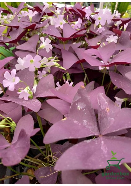 Süs Yoncası Uyku Çiçeği 1 Adet 20-30CM Salon Ofis Çiçeği fiyatları