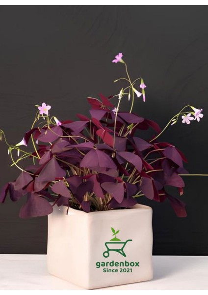 Süs Yoncası Mor Yapraklı Yonca Çiçeği 1 Adet 20-30 cm (Oxalis Triangularis)