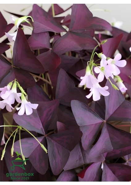 Süs Yoncası Mor Yapraklı Yonca Çiçeği 1 Adet 20-30 cm (Oxalis Triangularis)