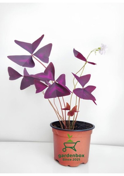 Süs Yoncası Mor Yapraklı Yonca Çiçeği 1 Adet 20-30 cm (Oxalis Triangularis)