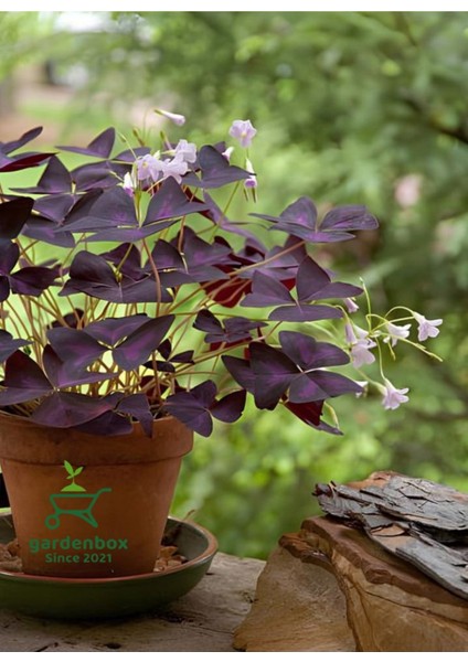 Garden Box Hoş Görünümlü Uyku Çiçeği Süs Yoncası 1 Adet Saksılı 20-30CM (Oxalis Triangularis)