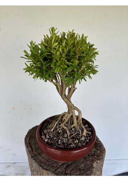 Buxus Harlandii (Tayvan Şimşiri) Bonsai Ağacı modelleri