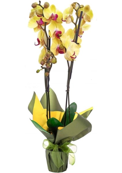 Phalaenopsis Ithal Pembe Dudak Sarı Çift Dallı Orkide 60-80CM Ev Ofis Dekoru Hediyesi
