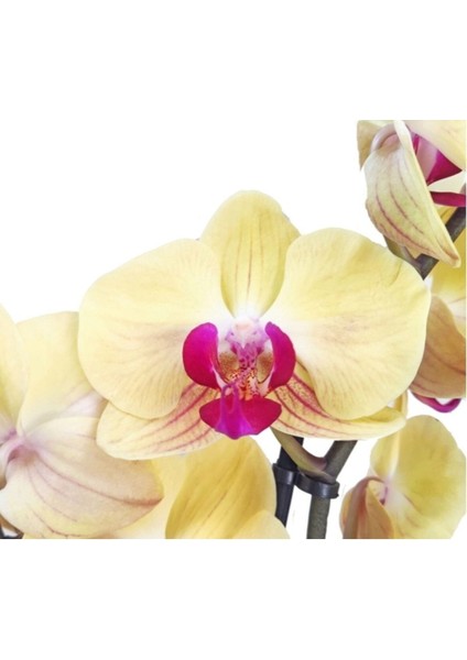 Phalaenopsis Ithal Pembe Dudak Sarı Çift Dallı Orkide 60-80CM Ev Ofis Dekoru Hediyesi modelleri