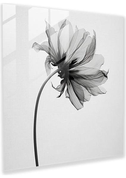 Kuru Çiçek Cam Baskı - Minimalist Tek Renkli Çiçek - Kuru Çiçek, Güçlü Kontrastlar, Tek Renkli Fotoğraf, Modern Sanat, 30X30