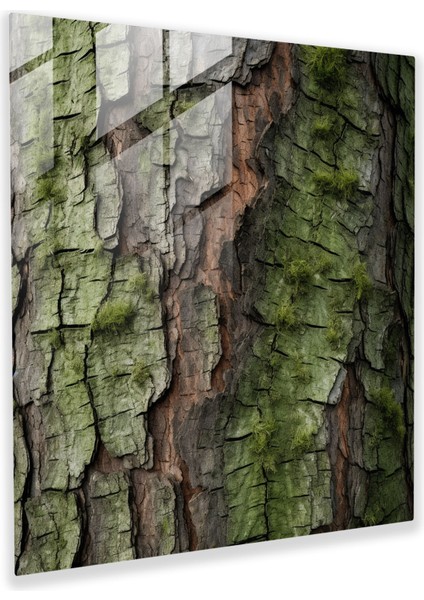 Canlı Çam Ağacı Cam Baskı - Yeşil Çam, Ağaç Kabuğu, Modern Sanat, Gerçekçi Fotoğrafçılık, 30X30
