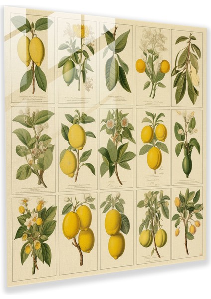 Vintage Limon Ağacı Cam Baskı - Limon Ağacı, Cam Duvar Sanatı, Cam Sanatı, Vintage Baskılar, 30X30