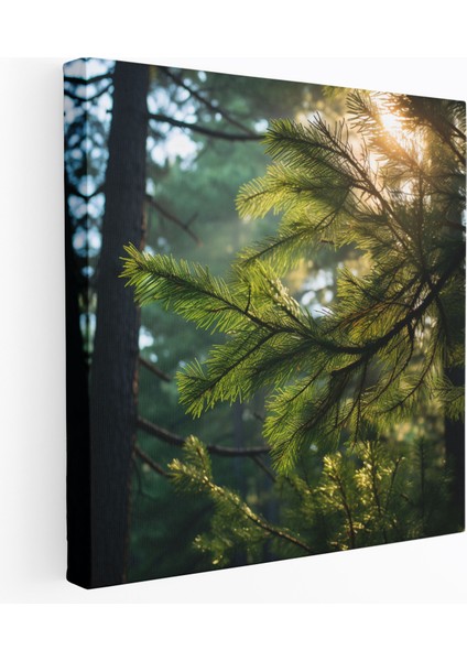 Yeşil Çam Duvar Dekorasyonu - Yeşil Çam, Yeşil Çam Dalları, Kanvas, Güneş Işığı Akışı, 30X30