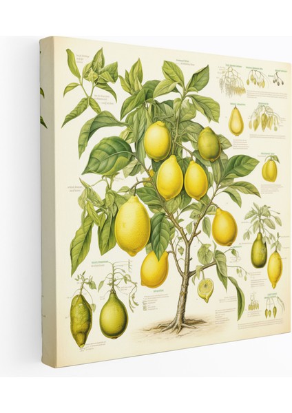 Limon Ağacı Duvar Sanatı - Limon Ağacı, Eğitim Aracı, Ev Dekorasyonu, Botanik Anatomi, 30 x 30 cm