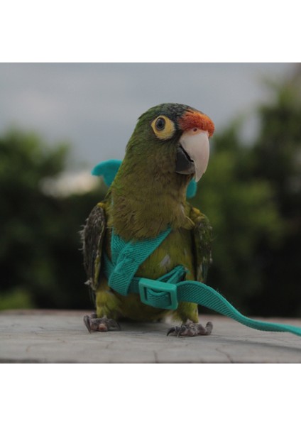 Yeşil Stil No.5 Boyutu Küçük Orta Kuşlar Için Dış Mekan Elastik Uçma Tasması Tasma Muhabbet Kuşu Muhabbet Kuşu Papağan Güvercin Aksesuarları (Yurt Dışından) modelleri