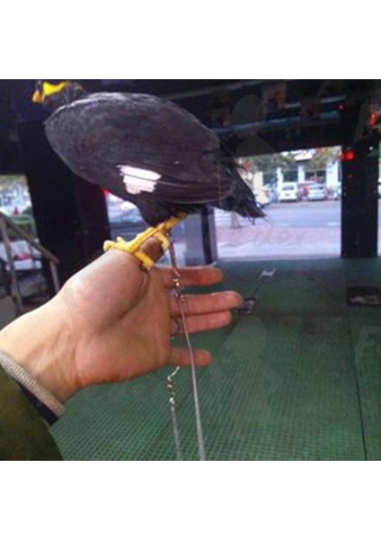 No.5 Tarzı Varış Papağan Paslanmaz Çelik Ayak Halka Zincir Açma Aktivite Halkası Muhabbet Kuşu Muhabbet Kuşu Papağan Yavrusu Kuş Standı Ayak Bileği Dropship (Yurt Dışından) indirimleri