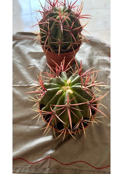 Ferocactus Latıspı- Kaktüs