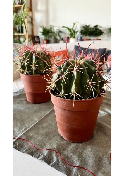 Ferocactus Latıspı- Kaktüs