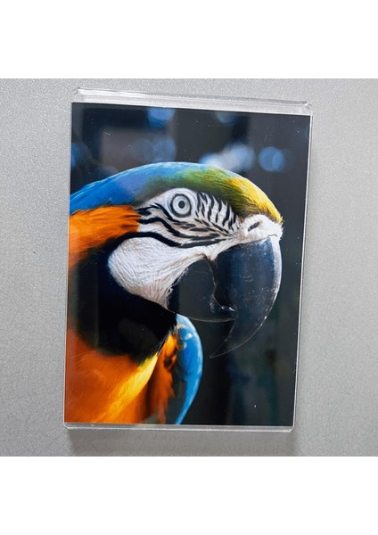 U Tipi Dikey Mıknatıslı 8 x 10 20 x 25 cm Fotoğraflık 5'li Paket indirimleri