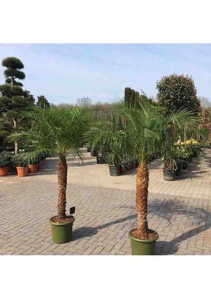 Phoenix Roebelenii Palmiye 160 cm