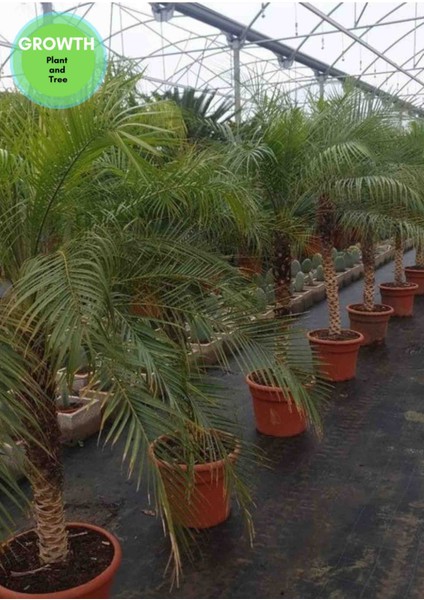 Phoenix Roebelenii Palmiye 160 cm fiyatları