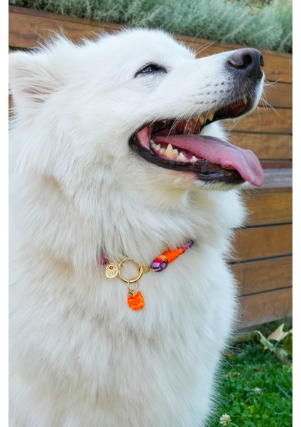 Charmlı Kedi Köpek Tasması Kolyesi - El Yapımı Petdora - Kararmaz Çelik - Elma Charm