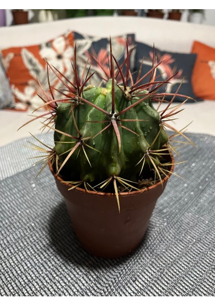 Ferocactus Latıspı- Kaktüs