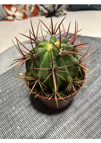 Ferocactus Latıspı- Kaktüs