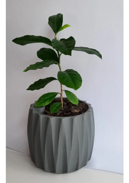 Gri Modern Saksı