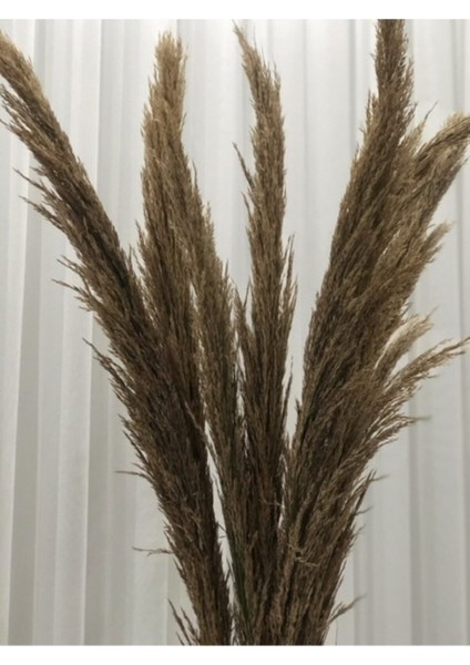 8'Li Pampas 110cm