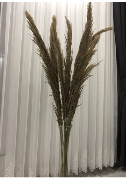 8'Li Pampas 110cm