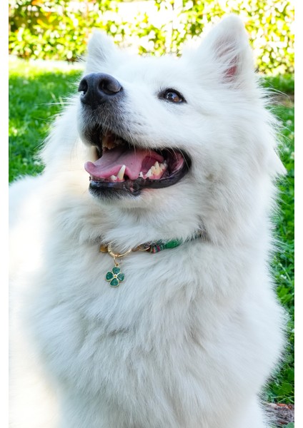 Charmlı Kedi Köpek Tasması Kolyesi - El Yapımı Petdora - Kararmaz Çelik - Yonca Charm