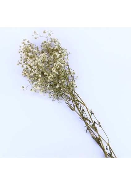 Kuru Çiçek Doğal Kurutulmuş Çiçek Doğal Cipso 40 cm 20 gr Natural
