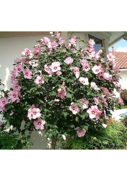 Ağaç Hatmi Fidanı - 40-60 Cm, Tüplü, Gösterişli Çiçekli Bitki