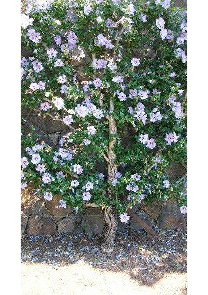 Ağaç Hatmi Fidanı - 40-60 Cm, Tüplü, Gösterişli Çiçekli Bitki