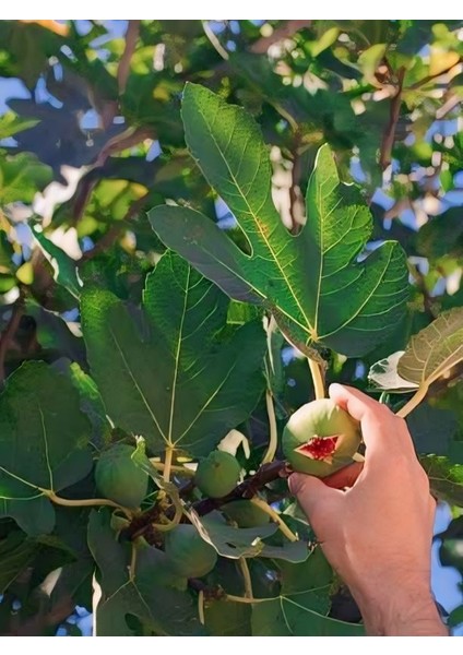 1 Kilo İlaçsız Gübresiz Taze Yaş İncir Yaprağı Organik ve Doğal