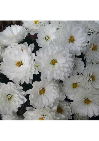 Isparta Gülü Beyaz Renk Kasımpatı Çiçeği Fidanı 15-25 cm Saksılı Çiçekli Bodur White Chrysanthemum