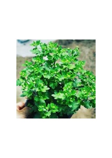 Saksıda Kasımpatı Çiçeği (Chrysanthemum) Beyaz