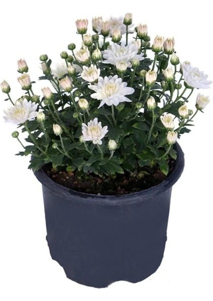 Saksıda Kasımpatı Çiçeği (Chrysanthemum) Beyaz fiyatları