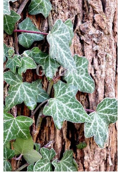 Duvar Sarmaşığı Fidanı ( Hedera Helix )