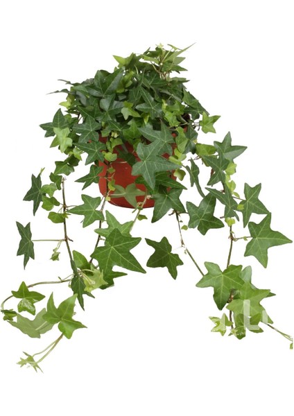 Duvar Sarmaşığı Fidanı ( Hedera Helix )