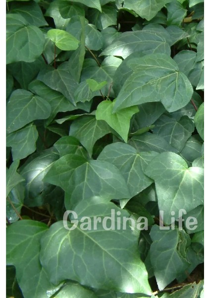 Duvar Sarmaşığı Fidanı ( Hedera Helix )