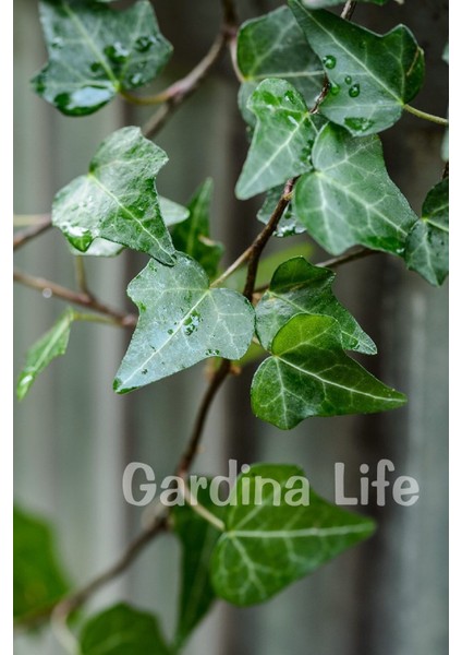 Duvar Sarmaşığı Fidanı ( Hedera Helix )