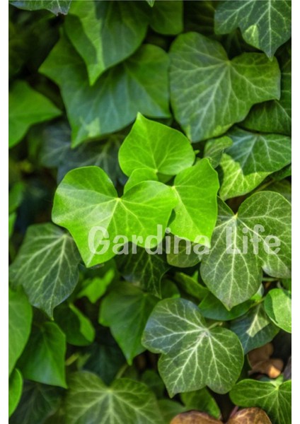 Duvar Sarmaşığı Fidanı ( Hedera Helix )